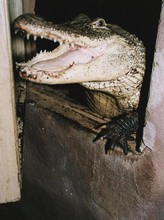 Amerikansk alligator