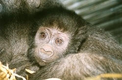 Givskud gorillaunge