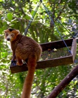 Madagascar Ivoloina Zoo kronelemur
