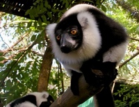 Madagascar Ivoloina Zoo sorhvid vari