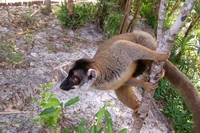 Madagascar Palmarium makaklemur