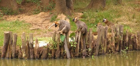 Madagascar Tzimbala Zoo kronlemurer