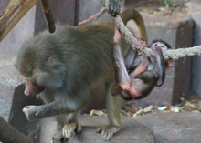 Baboons (zoosite)