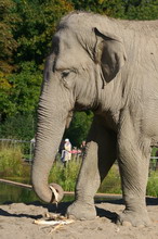elephant (zoosite)