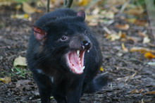 tasmanian devil (zoosite)